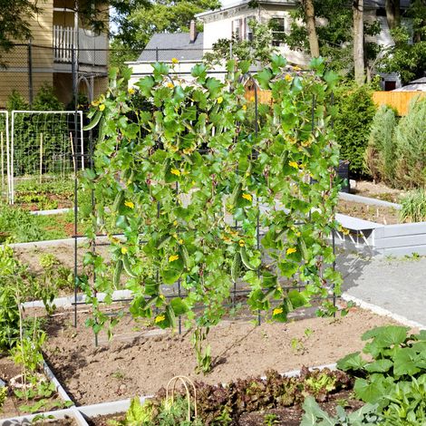180x180 cm Treillis Arche de Jardin en U pour Plantes Grimpantes et Légumes Support Métal Antirouille (1/5)