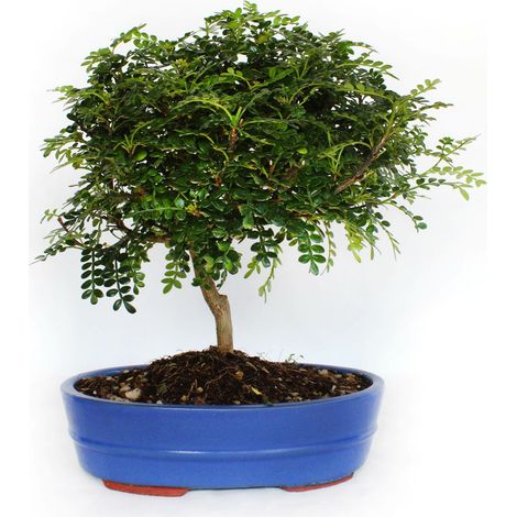 Bonsai Zanthoxylum Piperitum - Pepe Sichuan - H 30-40 cm Vaso Ø 26 cm (1/3)