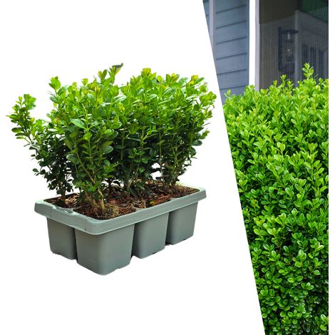 Buis Buxus NewGen Freedom Lot de 6 Arbustes Persistants pour Haie et Topiaire Ø7 cm ↕15 cm - PANGIVO (1/5)