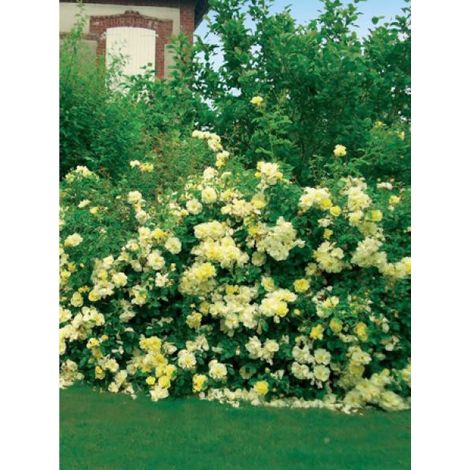 Rosier DECOROSIERS® 'Celina'® Pot de 4L/5L