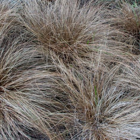 Laîche comans Bronze Form' - Carex comans Bronze Form' godet 9cm (1/2)