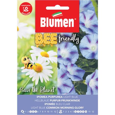 IPOMEA PURPUREA LIGHT BLUE BLUMEN