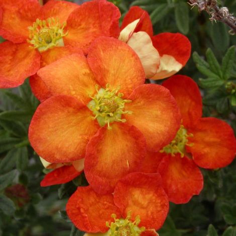 Potentille arbustive Red Joker, Potentilla/Pot de 3L - 40/60 cm (1/3)
