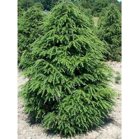 Tsuga canadensis - Pruche du Canada Pot de 3L/4L