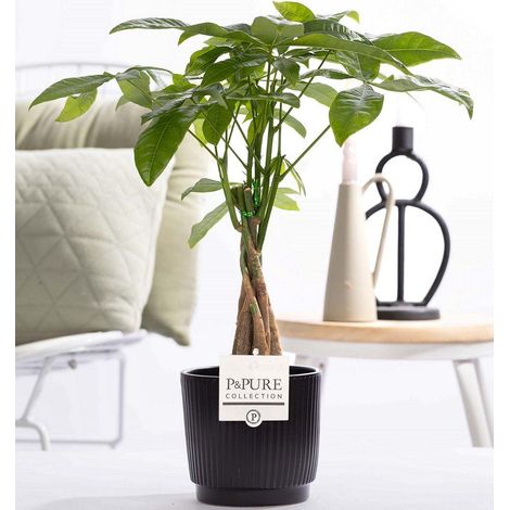 Pachira Aquatica Arbre à Monnaie avec Pot en Céramique Moderne Ø12 cm Hauteur 45 cm - PANGIVO