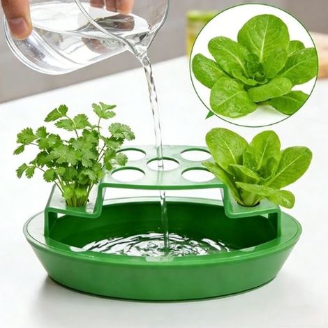 2 pots d'oignons verts d'intérieur, plateau de culture hydroponique pour oignons nouveaux, idéal pour le rebord de fenêtre de la cuisine, le comptoir ou le balcon. (1/5)