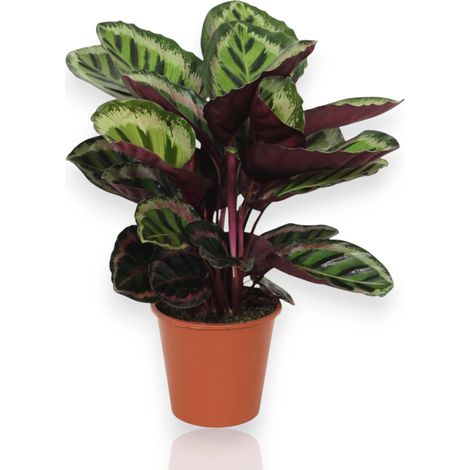 Gardenaria Calathea roseopicta 'Angela' - Pianta da interno ornamentale - Altezza: 80 cm (vaso 19) (1/5)