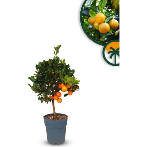 Oranger - Citrus Calamondin - 90 cm - Oranger de 3 ans - (1/5)