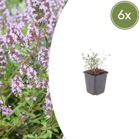 Lot de 6 Thyms Communs Thymus Vulgaris Plantes Aromatiques pour Jardin et Balcon 10-25cm Ø 9cm - PANGIVO (1/5)