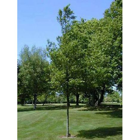 Charme commun, Charmille Pot de 4L/5L