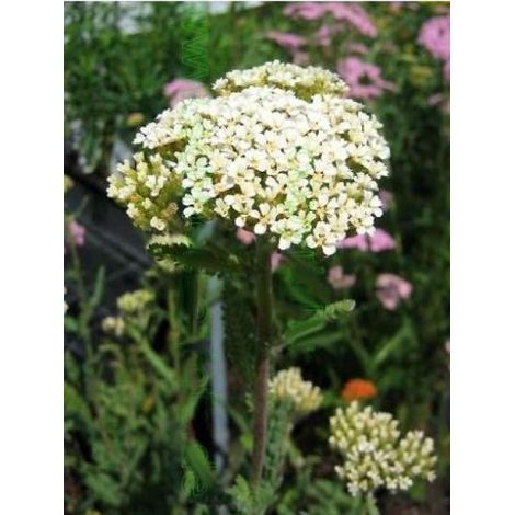 Achillée millefeuille 'Heinrich Vogeler' Godet de 8/9 cm (1/2)