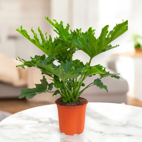 Gardenaria Philodendron 'Little hope' - Pianta da interno ornamentale - Altezza: 45 cm (vaso 19) (1/5)