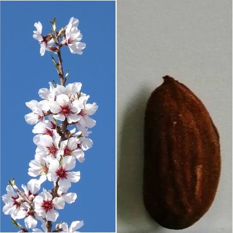 Planta Frutal Almendro Soleta. Pepita Grande