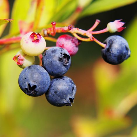 Myrtillier arbustive Pink Lemonade - Vaccinium corymbosum Pink Lemonade Pot 15,5cm (1/2)