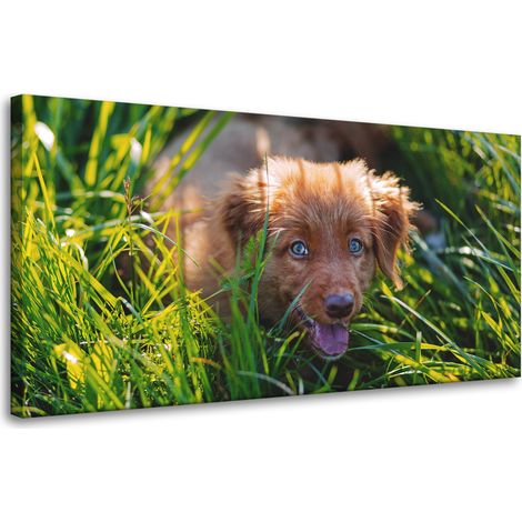 Leinwanddruck „Tiere: Hund im Gras“, 80 x 40 cm