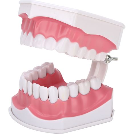 Modèle Dentaire Standard pour Étude Dentaire avec Brosse, Démonstration de Caries, Outil Pédagogique pour Enseignement Dentaire (1/5)