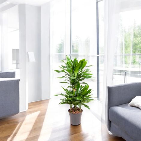 Gardenaria Dracaena fragrans 'Janet Lind' - Pianta da interno ornamentale - Altezza: 100 cm (vaso 21)