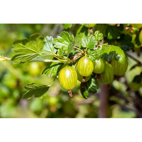 Stachelbeere 'Hinnonmäki' Ribes uva-crispa 'Hinnonmäki gelb' 2L 45-