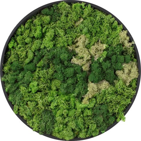 ECD Germany Moosbild Rund Ø 30 cm, Mooswand Indoor mit echtem Islandmoos, Wanddeko mit Holzrahmen, Wandbild 3D-Effekt, Natürliche Optik, Pflegefrei, Einfaches Aufhängen, Moos Deko für Haus und Büro (1/5)