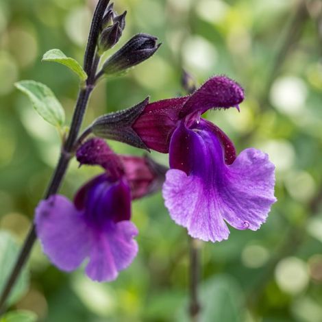 3 Sauges 'Oriental Dove' ® (Salvia microphylla 'Oriental Dove') (1/2)