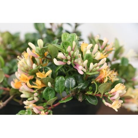 LONICERA CAPRIFOGLIO NANA LITTLE HONEY IN VASO 14CM