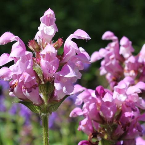 4 x Brunelle 'Pink Loveliness' - godet 9x9 cm