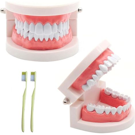 Lot de 2 modèles dentaires avec 2 brosses à dents - Modèle dentaire pour enfants - Modèle dentaire - En PVC - Pour les cours dentaires ou les soins bucco-dentaires - Pour les cliniques dentaires