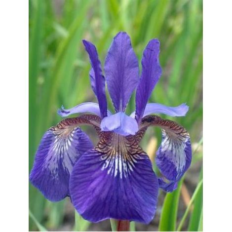 Iris de Sibérie 'Caesar's Brother' Godet de 8/9 cm (1/2)