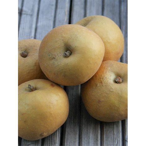 Pommier 'Patte de Loup' Pot de 7,5L/10L, Gobelet (1/2)