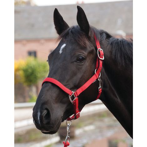 ELDORADO Nylon-Pferdehalfter Lea - rot - Warmblut (1/2)