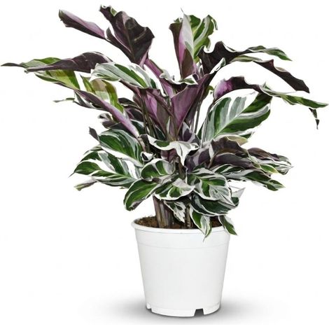 Calathea Fusion White Plante d'Intérieur Rare Feuilles Marbrées Violet et Blanc Pot Ø 14 cm - PANGIVO (1/4)