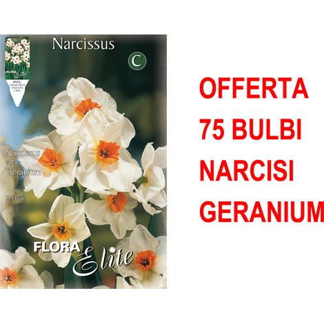 OFFERTA 75 BULBI NARCISO MULTIFIORI GERANIUM