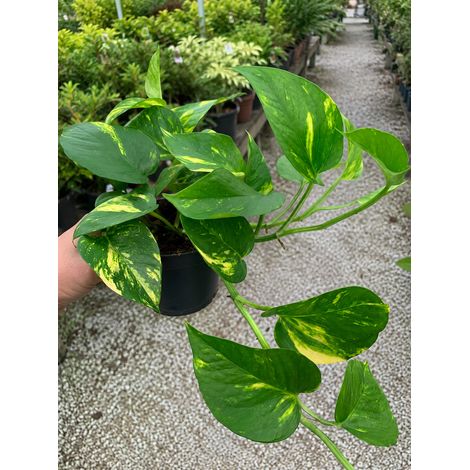 Gardenaria Epipremnum pinnatum 'Aureum' - pothos - Pianta da interno ornamentale - Altezza: 35 cm (vaso 15) (1/4)