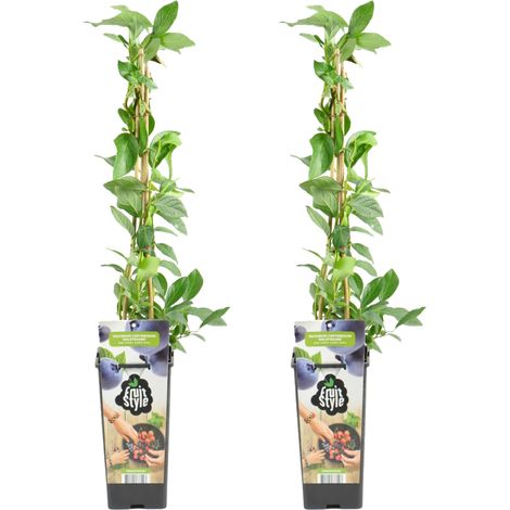 Bloomique - 2x Vaccinium Corymbosum 'Goldtraube' - Myrtille - Plantes fruitières - Plantes de jardin - Rustique - ⌀14 cm - Hauteur 60-70cm (1/5)