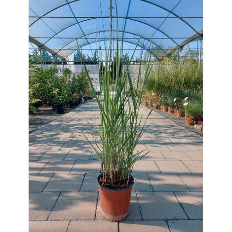 Panicum