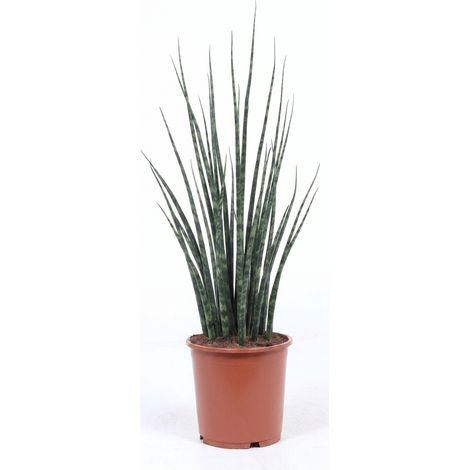 Bloomique - Sansevieria Fernwood Mikado - Plante serpent - Plante à feuillage - Plante d'intérieur - Dépolluante - Peu exigeante en eau - Facile d'entretien - Hauteur 60-70 cm - Pot 19 cm (1/5)