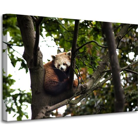 Leinwanddruck Tiere Roter Panda 90x60 cm