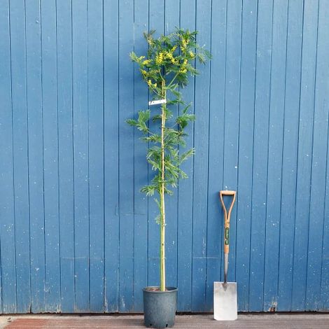 Mimosa "Acacia dealbata" pianta in vaso  22 h. 140/160 cm (1/4)