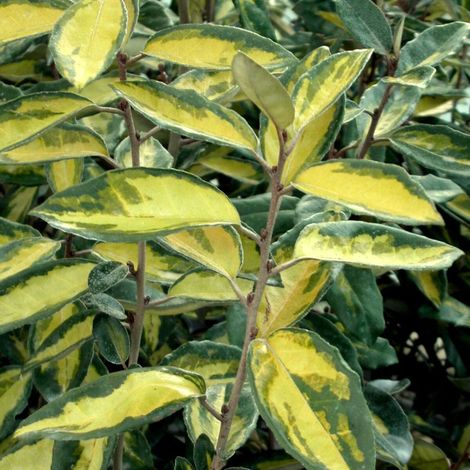 Elaeagnus panaché Limelight, Chalef/Pot de 3L - 40/60 cm