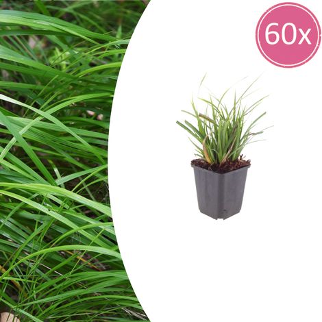 Lot de 60 Carex morrowii Laîche du Japon Graminée Persistante pour Massifs et Bordures 10-25 cm - PANGIVO (1/5)