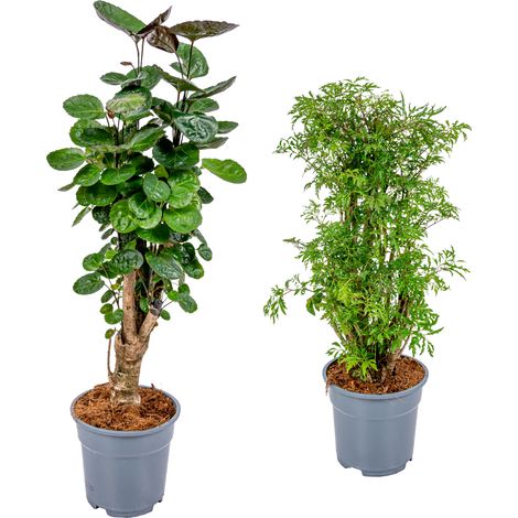 Bloomique - Lot de 2 Polyscias - Fabian & Fruticosa - Aralia - Sans danger pour les animaux - Plantes d’intérieur - Hauteur 50-70 cm - Pot 17 cm