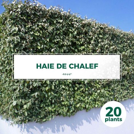 Pépinières Naudet – 20 Elaeagnus ebbingei – Haie de chalef – Arbuste persistant jusqu'à 5m – Floraison blanche en automne – Exposition ensoleillée à mi-ombre