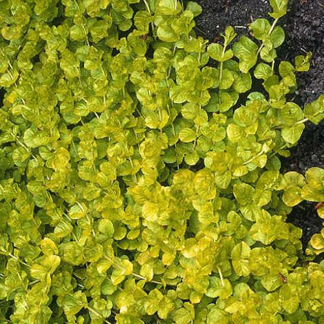 4 x Lysimachia nummularia 'Aurea' - godet 9x9 cm