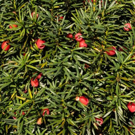 If commun Boule 35cm Pot 10L - Taxus baccata (1/4)