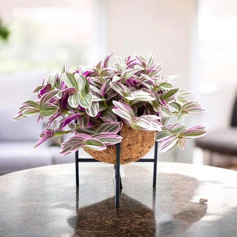 Gardenaria Tradescantia cerinthoides Sweetness - Pianta da interno ornamentale - Altezza: 20 cm (vaso 15)