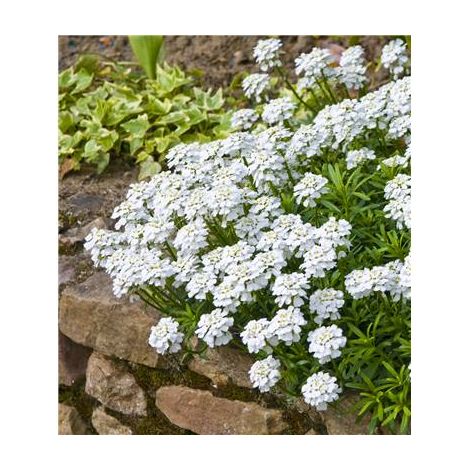 Iberis sempervirens blanc – Lot de 3 godets – Fleurs parfumées en corymbes – Période de floraison mars à mai – Feuillage persistant – Fabre Graines