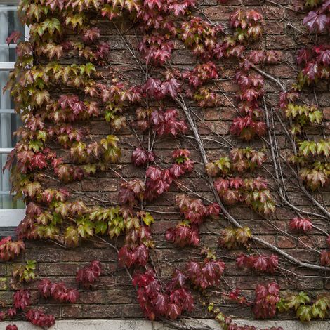 Gardenaria Parthenocissus tricuspidata 'Veitchii' - Pianta rampicante ornamentale da esterno - Altezza: 100/125 cm (vaso19) (1/3)