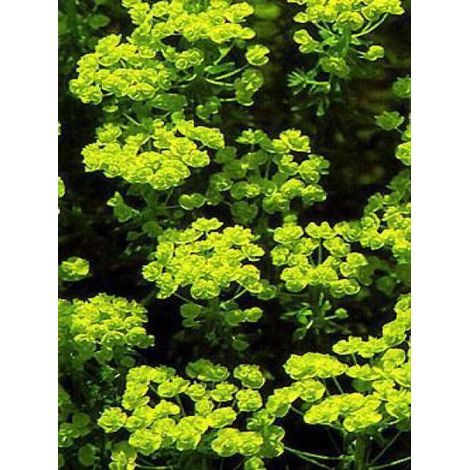 Euphorbe petit-cyprès Godet de 8/9 cm (1/4)