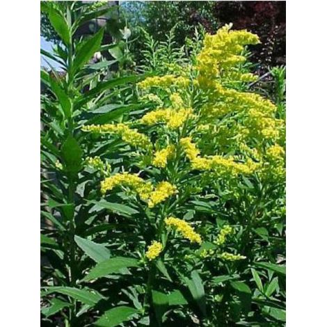Verge d'or 'Goldkind' Godet de 7/8 cm