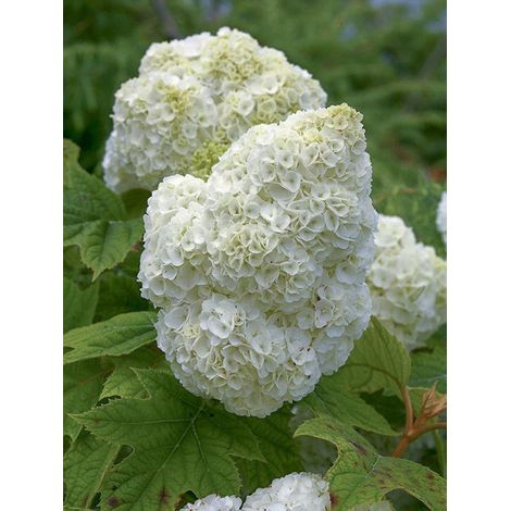 Hortensia à feuilles de chêne 'Gatsby Moon ' Pot de 2L/3L (1/2)